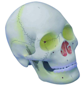 Model of the Skull Model of the Skull